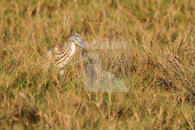 Squacco Heron - Rallenreiher - Ardeola ralloides ssp. ralloides, Oman stock-image by Agami/Ralph Martin,