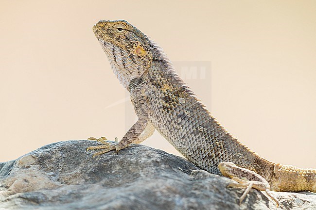 Yellow-spotted Agama (Trapelus flavimaculatus), close-up of an individual standing on a rock, Dhofar, Oman stock-image by Agami/Saverio Gatto,