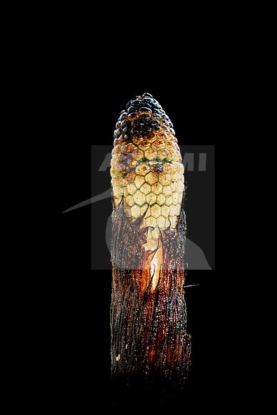 Spore-bearing strobilus of the Great Horsetail stock-image by Agami/Wil Leurs,