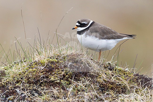 Ringed Plover (Charadius hiaticula psammodromus), side view of an adult standing on the ground, Southern Region, Iceland stock-image by Agami/Saverio Gatto,