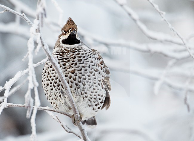 Mannetje Hazelhoen foeragerend in besneeuwde struiken; Male Hazel Grouse feeding in snow covered trees stock-image by Agami/Markus Varesvuo,