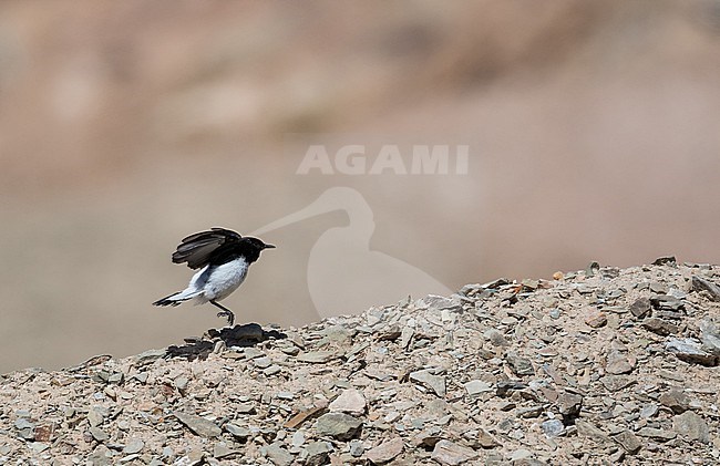 Hume's wheatear (Oenanthe albonigra) in Iran. stock-image by Agami/Pete Morris,