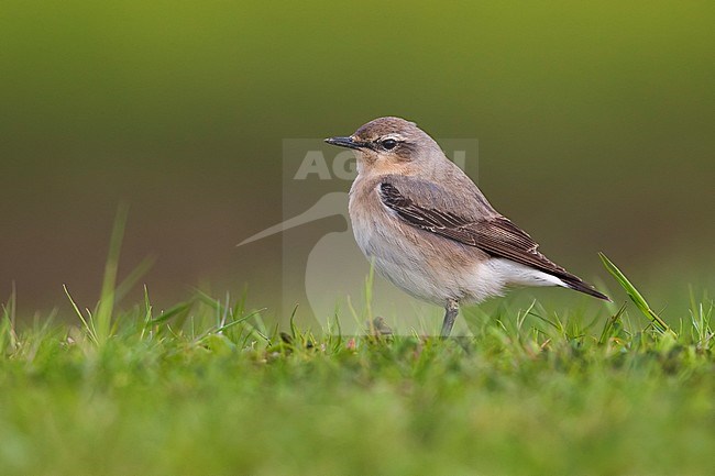 Vrouwtje Tapuit, Female Northern Wheatear stock-image by Agami/Daniele Occhiato,