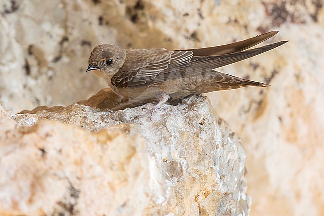Crag Martin (Ptyonoprogne rupestris), 2cy individual perched on a rock, Campania, Italy stock-image by Agami/Saverio Gatto,