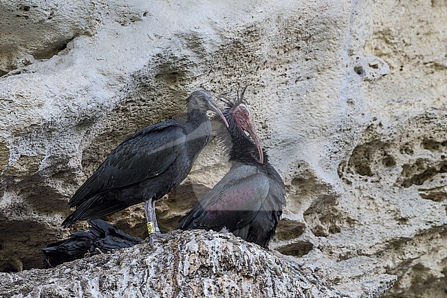 Heremietibis van Spaans herintroductie project; Northern Bald Ibis of Spanish reintroduction project stock-image by Agami/Alain Ghignone,