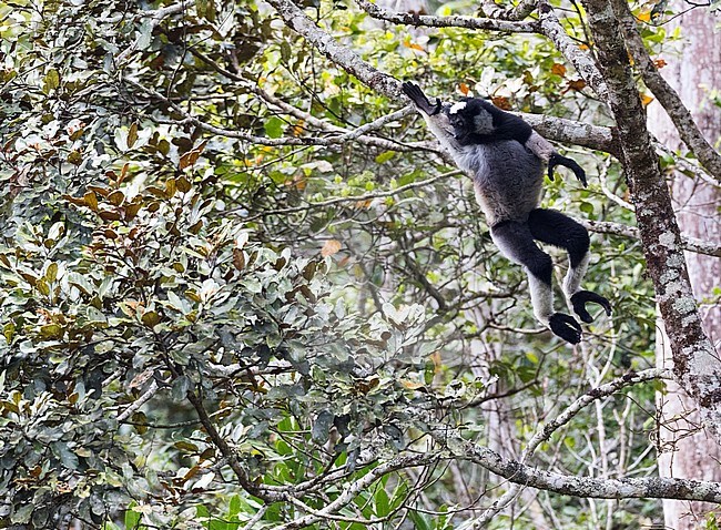 Springende Indri; Jumping Indri (Indri indri) in perinet, Madagascar stock-image by Agami/Marc Guyt,