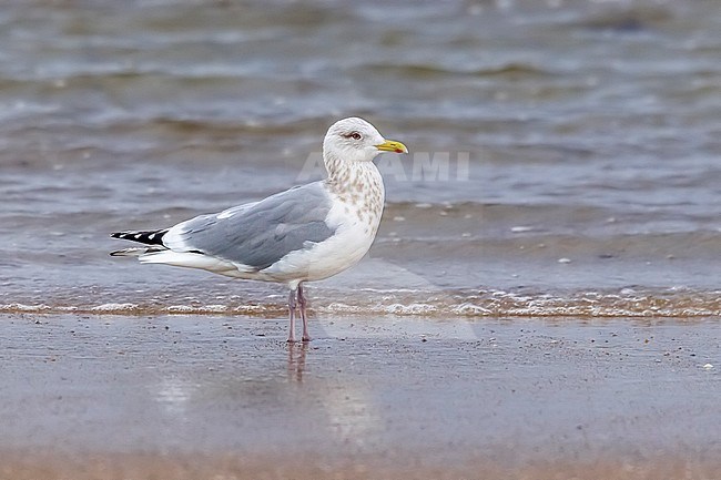 Adult Thayer's Gull (Larus thayeri) sitting in Praia do Torno, San Cibrao, Lugo, Spain. stock-image by Agami/Vincent Legrand,