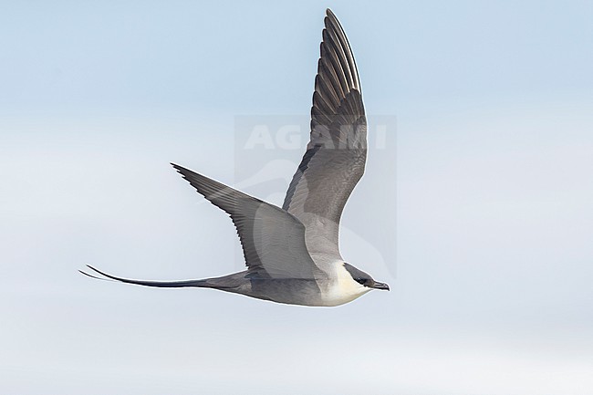 Long-tailed Jaeger (Stercorarius longicaudus), side view of an adult in flight, Finnmark, Norway stock-image by Agami/Saverio Gatto,