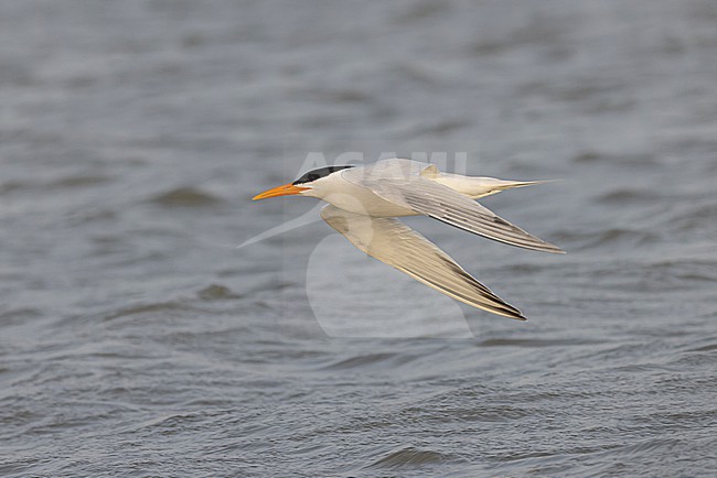 West African Crested Tern (Thalasseus albididorsalis) in flight. stock-image by Agami/David Monticelli,