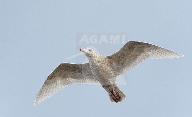 Onvolwassen Grote Burgemeester in de vlucht; Immature Glaucous Gull in flight stock-image by Agami/Markus Varesvuo,