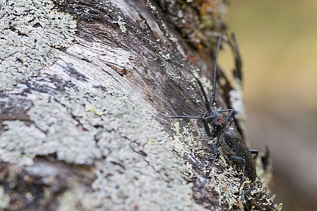 Monochamus galloprovincialis - Pine Sawyer - Gefleckter Langhornbock, Russia (Ural), imago, male stock-image by Agami/Ralph Martin,