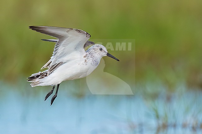Adult non-breeding
Galveston Co., TX
May 2023 stock-image by Agami/Brian E Small,
