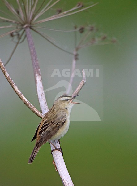 Zingende Rietzanger, Singing Sedge Warbler stock-image by Agami/Markus Varesvuo,