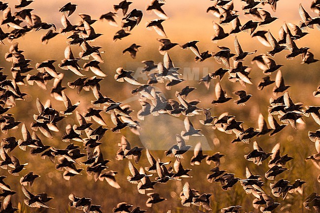 Flock of Common Starlings, Sturnus vulgaris, in fight with backlight in Italy. stock-image by Agami/Daniele Occhiato,