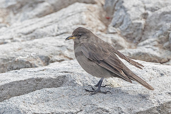 Blackish cinclodes (Cinclodes antarcticus maculirostris) in Southern Argentina. This subspecies sometimes split as black cinclodes. stock-image by Agami/Pete Morris,
