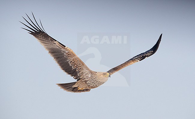 Onvolwassen Keizerarend in vlucht; Imature Eastern Imperial Eagle (Aquila heliaca) in flight stock-image by Agami/Arie Ouwerkerk,