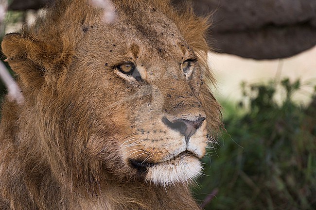 Close up portrait of a male lion, Panthera leo. stock-image by Agami/Sergio Pitamitz,