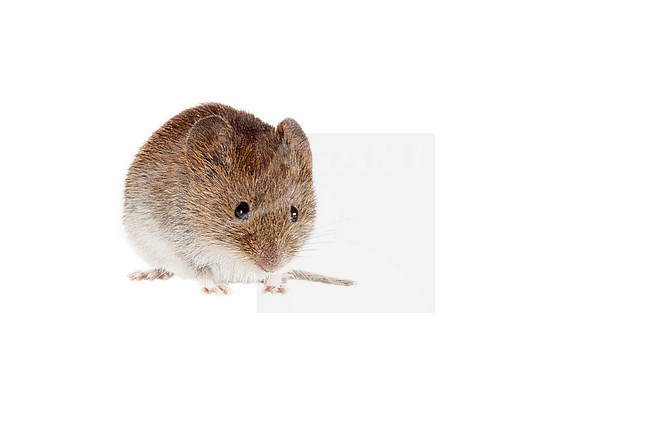 Tiny and cute Field Vole (Microtus agrestis) photographed against white background. stock-image by Agami/Theo Douma,