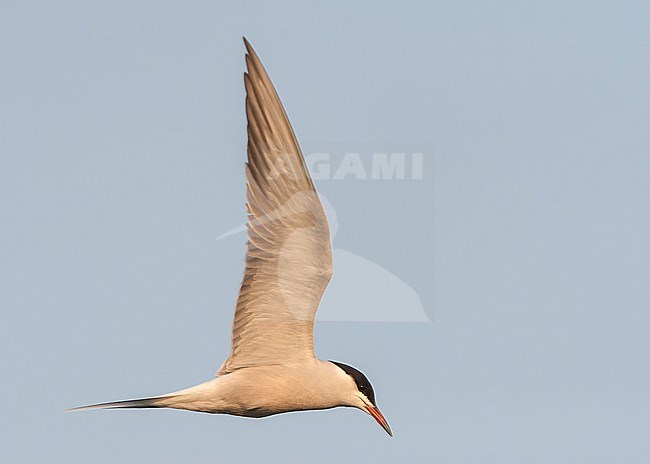 Adult (Siberian) Common Tern in flight above Bodhi Island, China, during spring migration season. stock-image by Agami/Marc Guyt,