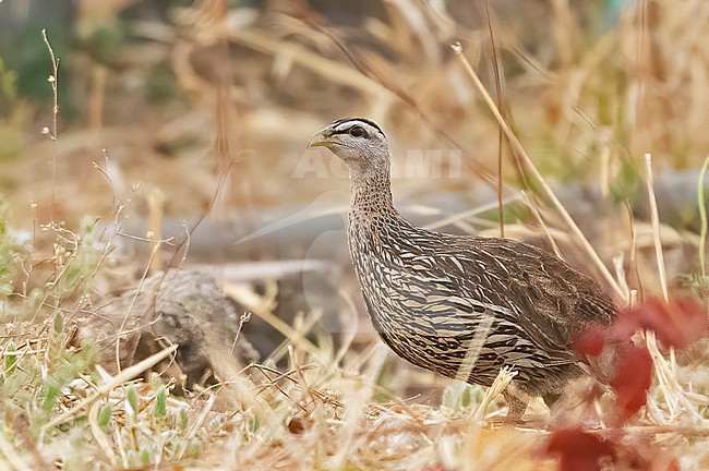 Double-spurred Francolin or Double-spurred Spurfowl (Pternistis bicalcaratus) is common but difficult to photograph in Senegal stock-image by Agami/Eduard Sangster,