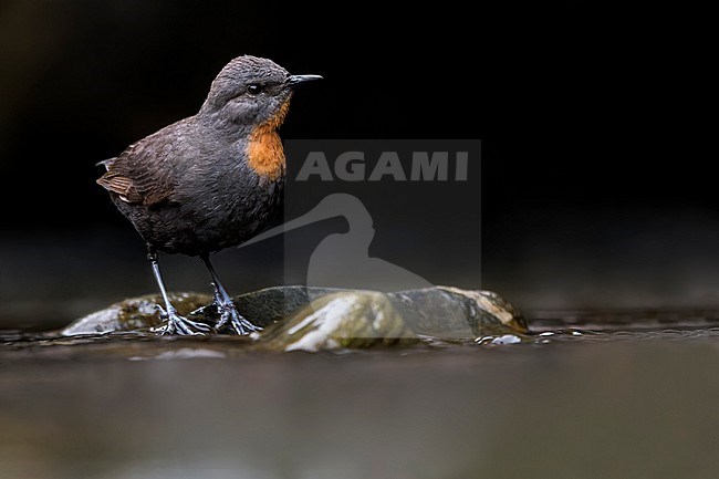 Rufous-throated Dipper (Cinclus schulzii) Perched on a rock along a stream  in Argentina stock-image by Agami/Dubi Shapiro,