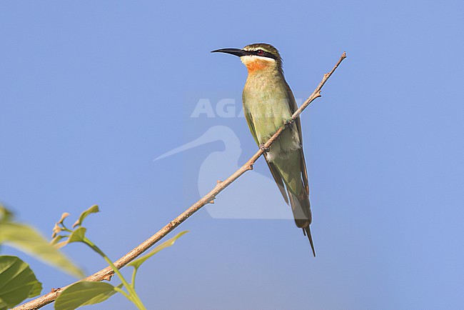 An Olive bee-eater (Merops superciliosus) is seen perched agianst a blue sky. stock-image by Agami/Jacob Garvelink,