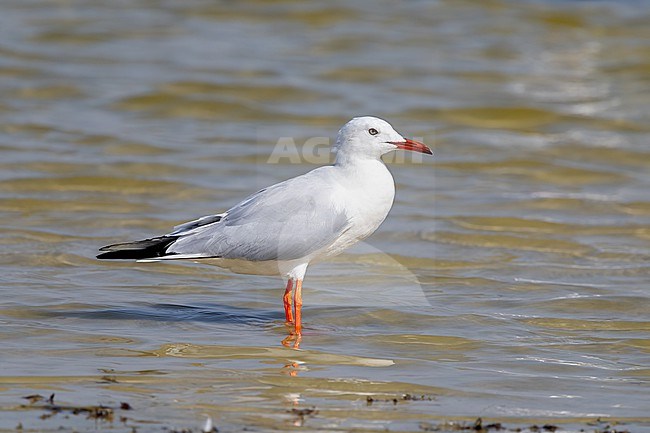 Slender-billed Gull (Chroicocephalus genei) adult perched in water stock-image by Agami/Roy de Haas,