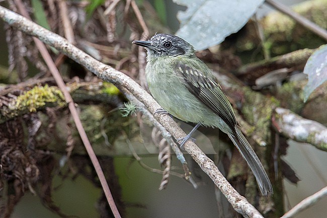 Slaty-capped Flycatcher (Leptopogon superciliaris superciliaris) at ProAves Chestnut-capped Piha Reserve, Anorí, Antioquia, Colombia. stock-image by Agami/Tom Friedel,