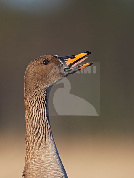Taigarietgans close-up; Taiga Bean Goose close up stock-image by Agami/Markus Varesvuo,
