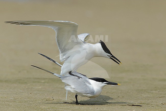 Mating pair of Cabot's Terns (Thalasseus acuflavidus) on the beach of Galveston County, Texas, USA during spring. stock-image by Agami/Brian E Small,