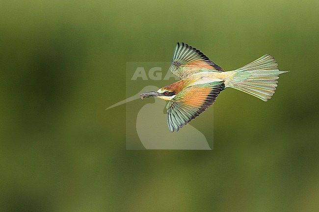 European Bee-eater - Bienenfresser - Merops apiaster, Germany, adult stock-image by Agami/Ralph Martin,