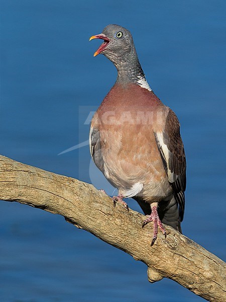 Houtduif; Common Wood Pigeon stock-image by Agami/Daniele Occhiato,