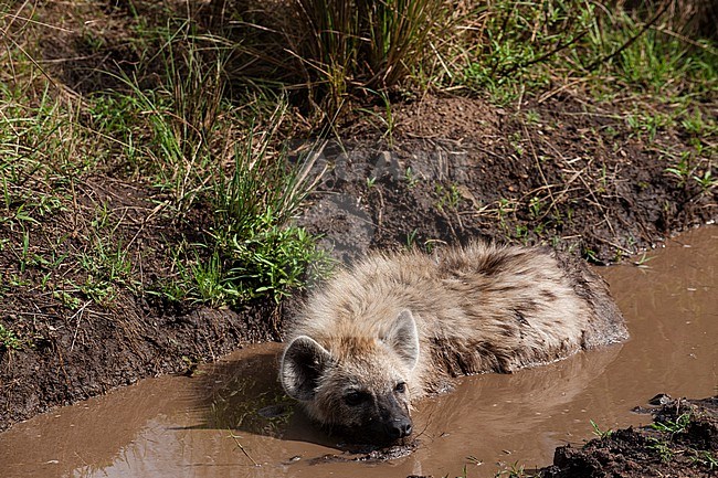 A spotted hyena, Crocuta crocuta, cooling off in a puddle. Masai Mara National Reserve, Kenya. stock-image by Agami/Sergio Pitamitz,