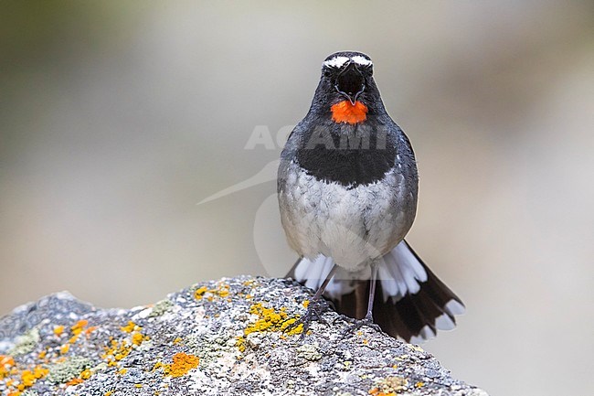 Stunning male Himalayan Rubythroat (Calliope pectoralis ballioni) perched on top of a rock in the high mountains of Kazakhstan. Also known as White-tailed Rubythroat. stock-image by Agami/Daniele Occhiato,