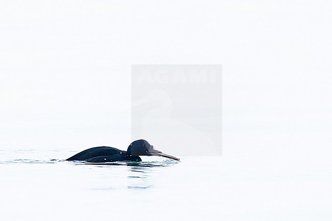  stock-image by Agami/Menno van Duijn,