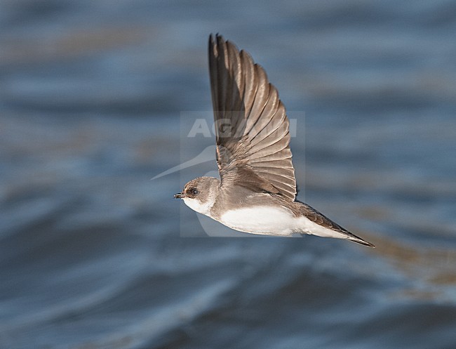 Oeverzwaluw vliegend boven water; Sand martin flying above water stock-image by Agami/Jari Peltomäki,