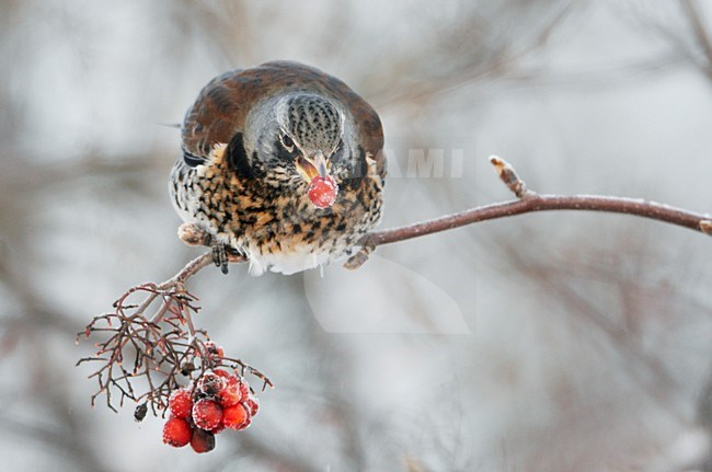 Kramsvogel in boom met bes in snavel; Fieldfare in tree with berry in bill stock-image by Agami/Markus Varesvuo,