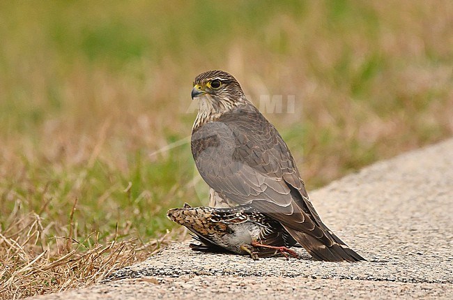 A Merlin with a Wilson's Snipe at Anahuac National Wildlife Refuge, Texas, USA. stock-image by Agami/Eduard Sangster,
