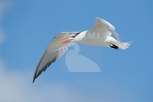 Adult nonbreeding American Royal Tern, Thalasseus maximus
San Diego Co., California, USA
May 2016 stock-image by Agami/Brian E Small,