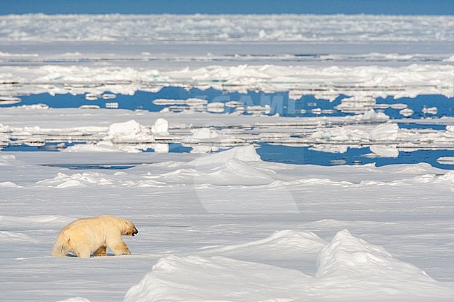 Polar Bear (Ursus maritimus) walking away over extensive drift ice north of Svalbard, arctic Norway. stock-image by Agami/Marc Guyt,