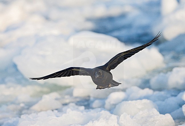 Dikbekkraai; Large-billed Crow stock-image by Agami/Marc Guyt,