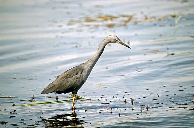 Slaty Egret wading Botswana, Sharpe-reiger wadend Botswana stock-image by Agami/Wil Leurs,