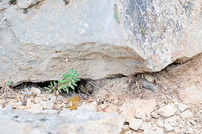 Radiated Wolf Spider waiting in nest opening for a prey stock-image by Agami/Arnold Meijer,
