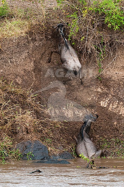 Wildebeests, Connochaetes taurinus, scrambling up a steep river bank after crossing the Mara River. Mara River, Masai Mara National Reserve, Kenya. stock-image by Agami/Sergio Pitamitz,