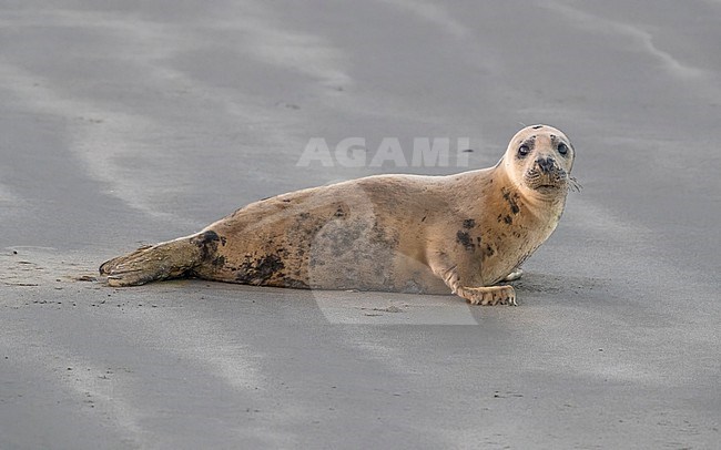 Young female Grey Seal (Halichoerus grypus) linger on a beach in Voorhaven of Zeebrugge, West Flanders, Belgium. stock-image by Agami/Vincent Legrand,