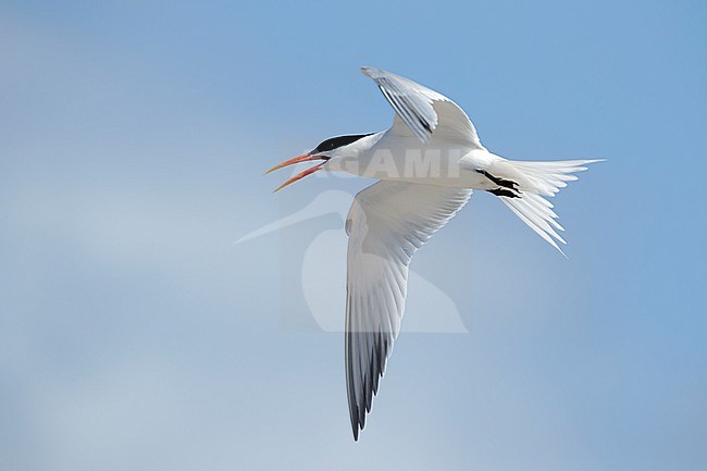 Adult Elegant Tern (Thalasseus elegans) in breeding plumage at San Diego County, California, USA in May 2016. stock-image by Agami/Brian E Small,