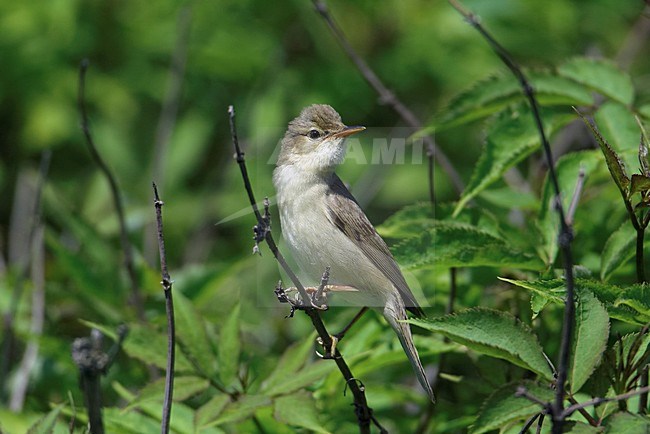 Bosrietzanger zittend op tak; Marsh Warbler perched on branch stock-image by Agami/Markus Varesvuo,