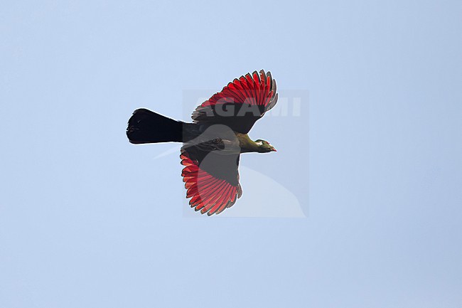 white-cheeked turaco (Menelikornis leucotis) in flight showing its red wings, found at Kafa Biosphere Reserve in Ethiopia stock-image by Agami/Mathias Putze,