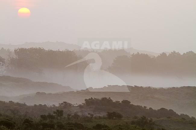 Mist over Berkheide, Fog over Berkheide stock-image by Agami/Menno van Duijn,