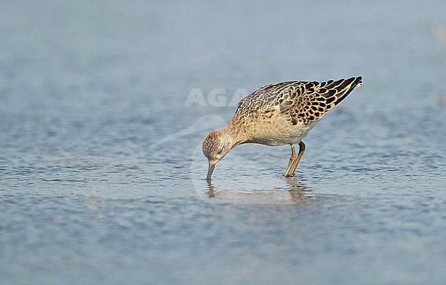 Ruff (Calidris pugnax) in the Netherlands. A Buff-breasted Sandpiper look-alike. stock-image by Agami/Fred Visscher,